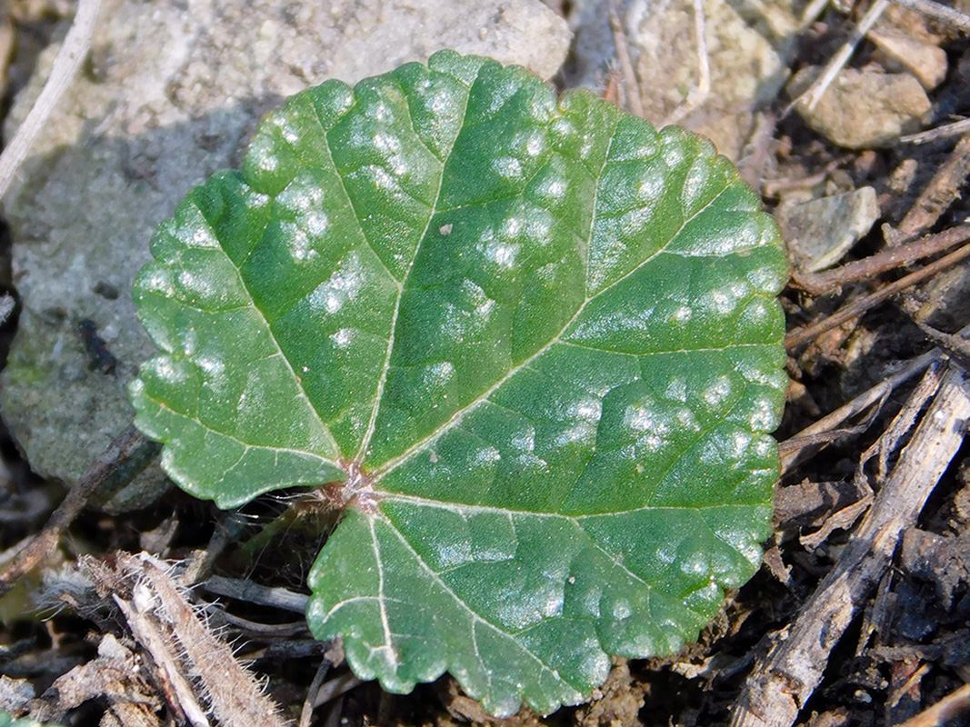 Image of Malva setigera specimen.