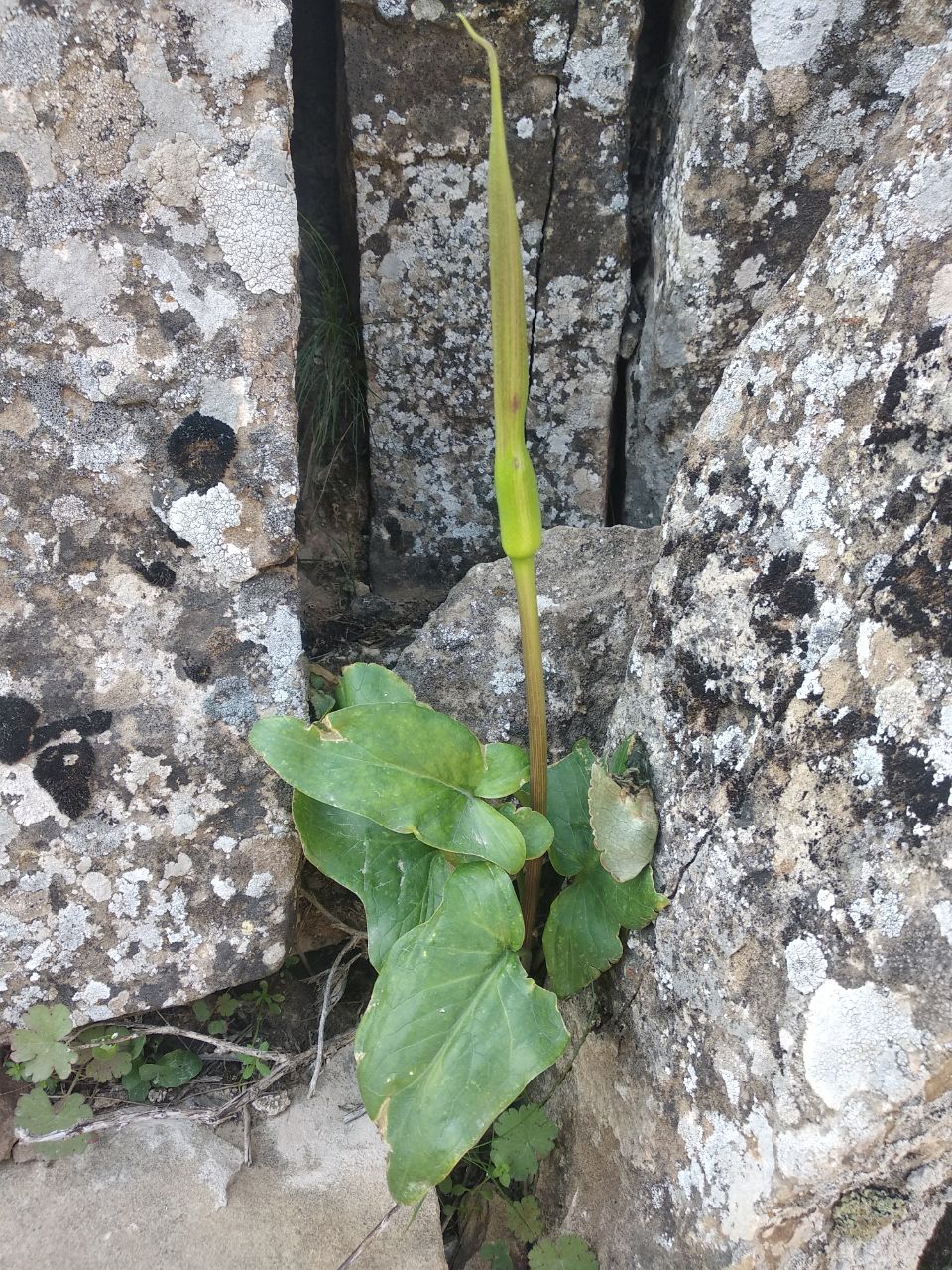 Image of Arum korolkowii specimen.