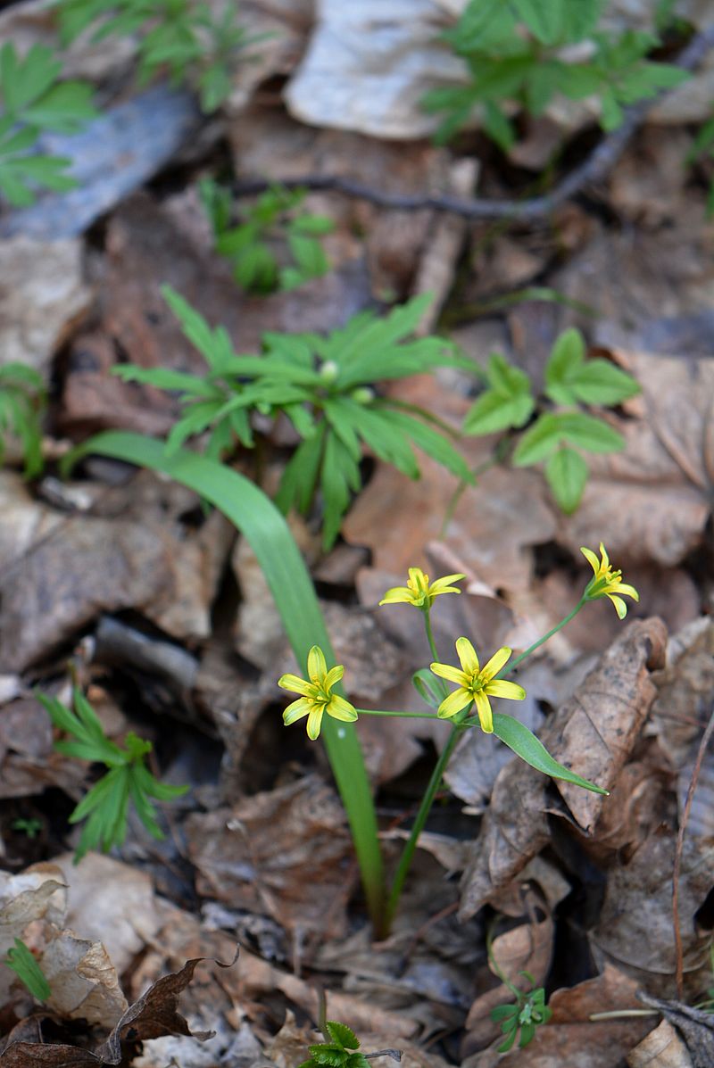 Image of Gagea lutea specimen.