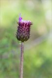 Cirsium heterophyllum. Верхушка побега с развивающимся соцветием. Мурманская обл., Кандалакшский р-н, северный склон Ивановой горы, кустарничковый хвойный лес (Picea, Pinus) с участием Betula. 21.07.2020.