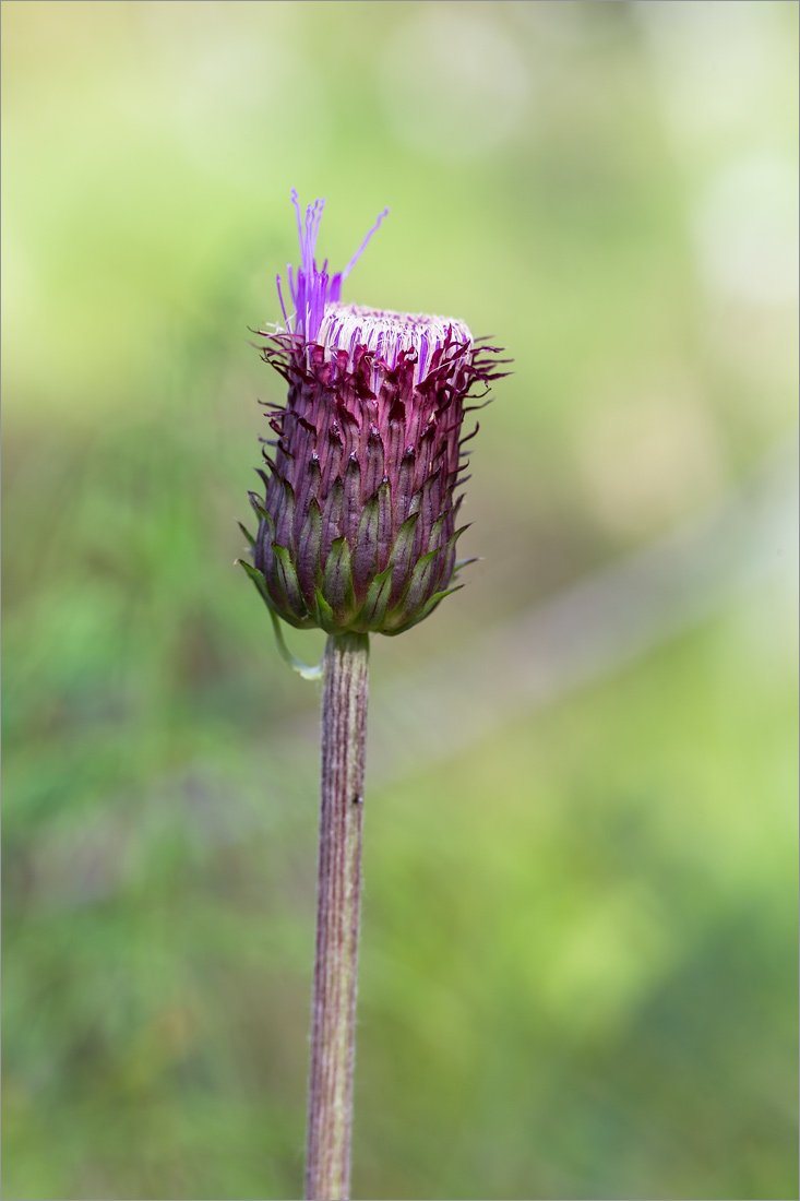 Изображение особи Cirsium heterophyllum.