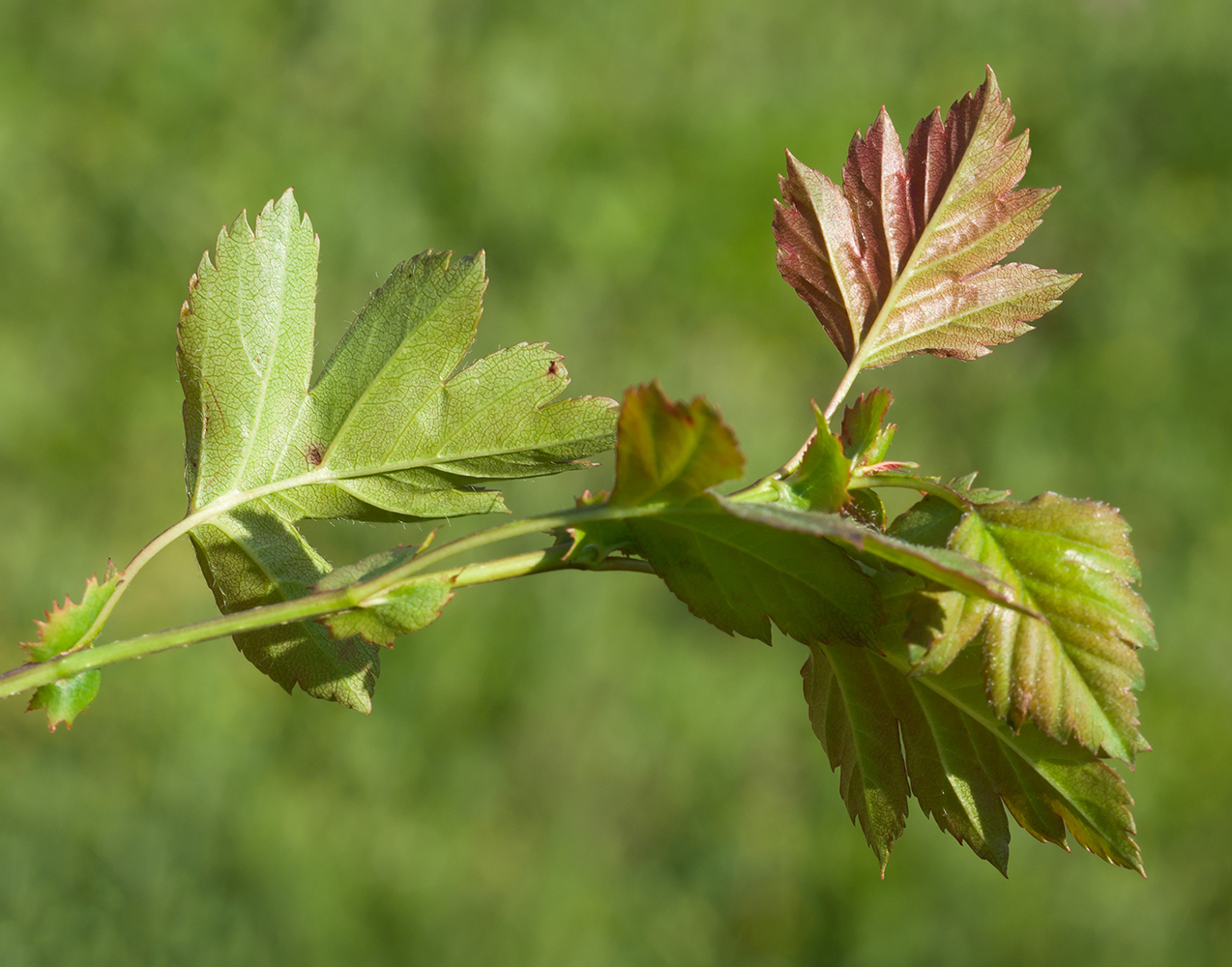 Изображение особи Crataegus rhipidophylla.