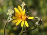 Picris hieracioides