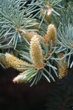 Picea pungens f. glauca