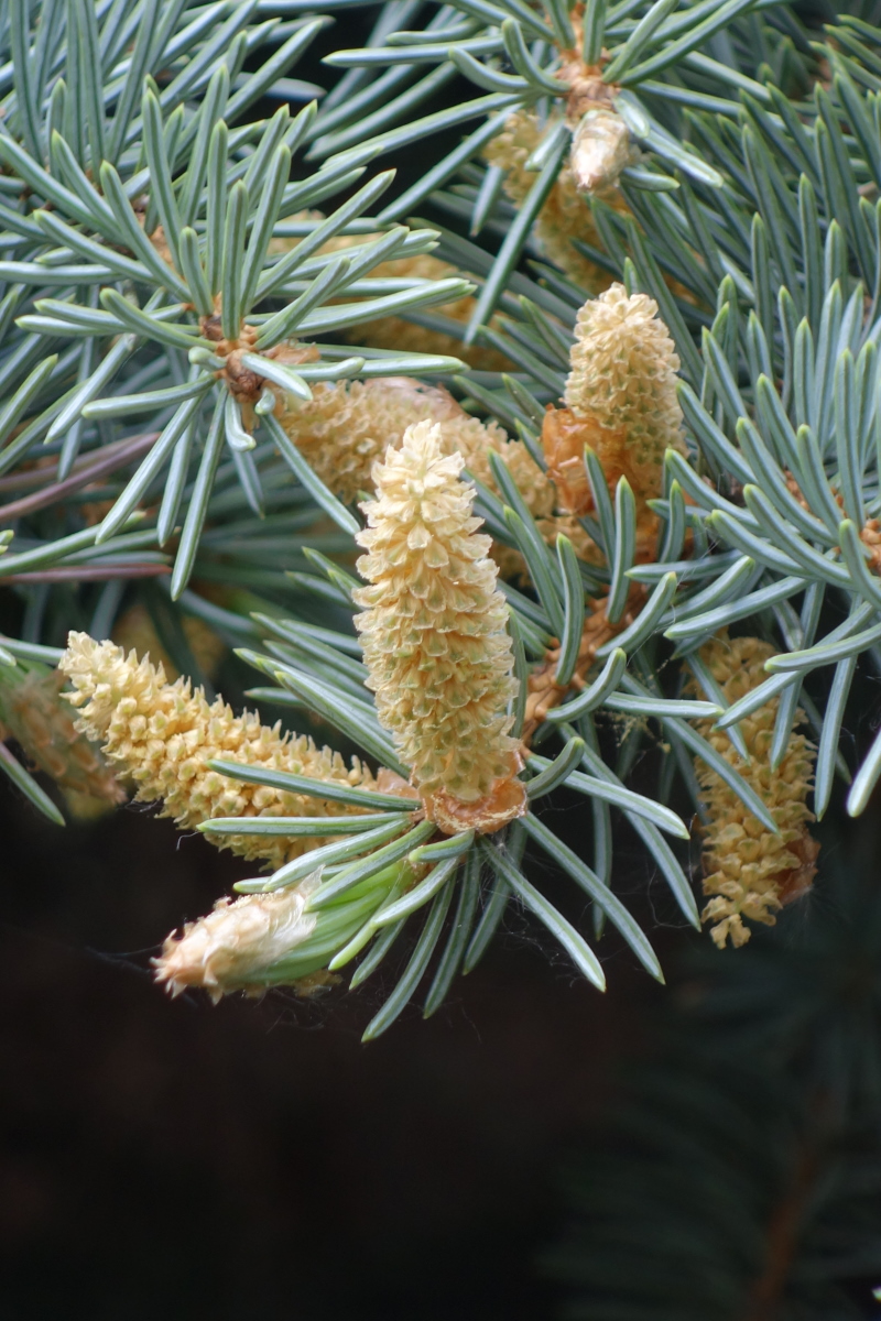 Image of Picea pungens f. glauca specimen.