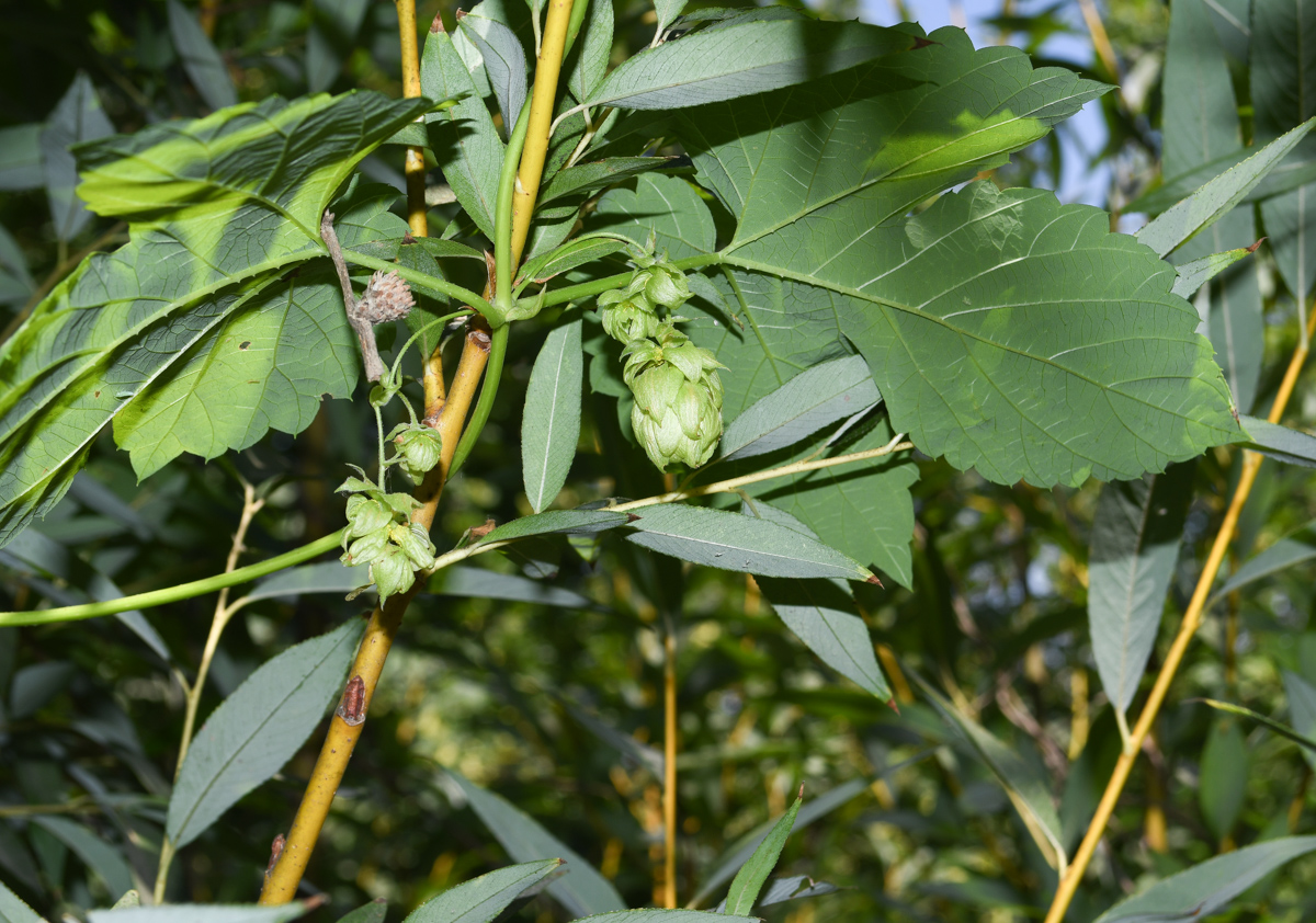 Image of Humulus lupulus specimen.