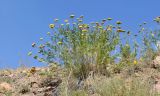 Achillea filipendulina