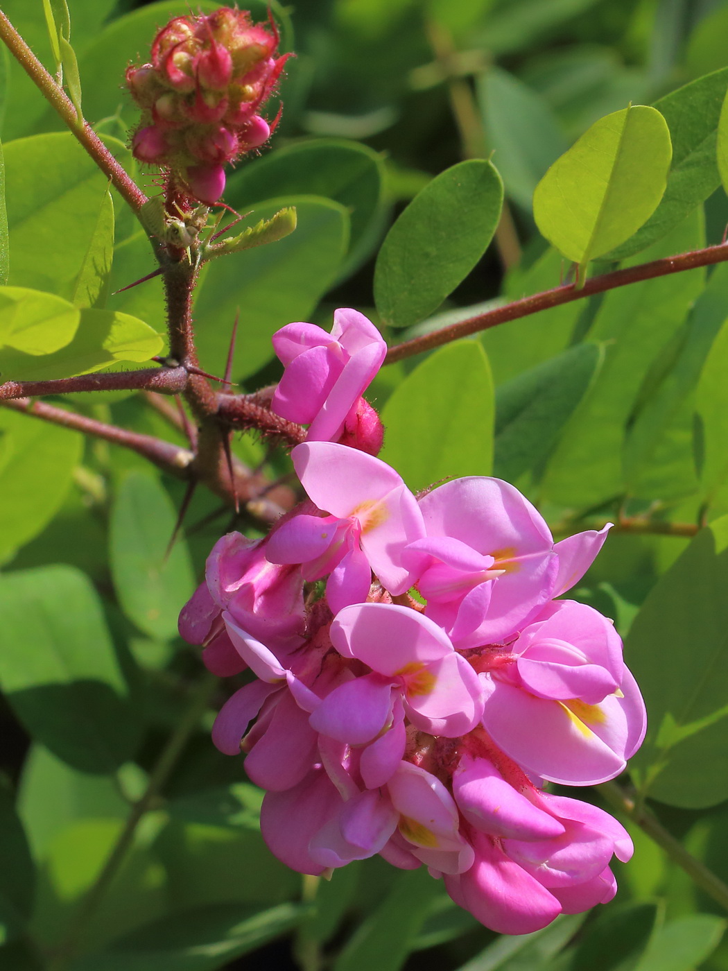 Image of genus Robinia specimen.