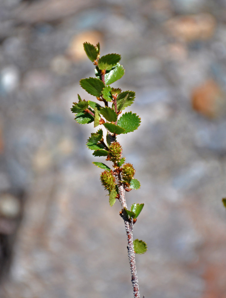 Image of Betula rotundifolia specimen.