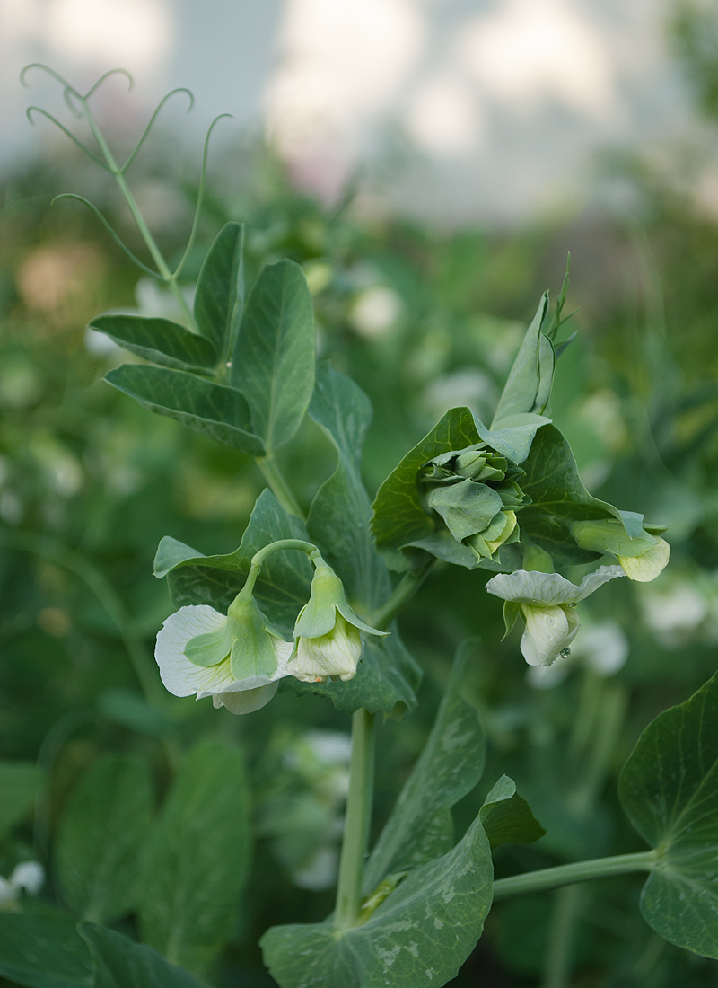 Изображение особи Pisum sativum.