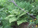 Dryopteris expansa. Растение на стланиковом участке леса на склоне у ручья. Камчатский край, Елизовский район, природный парк \"Вулканы Камчатки\", кордон Авачинский перевал, 560 м н.у.м. 01.08.2010.