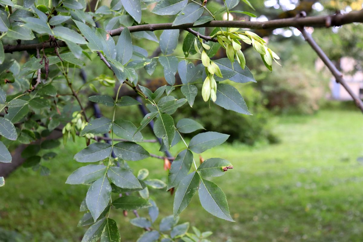 Изображение особи Fraxinus oxycarpa.