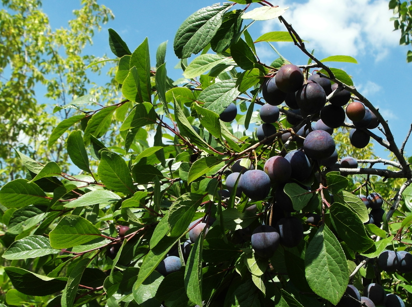 Image of genus Prunus specimen.