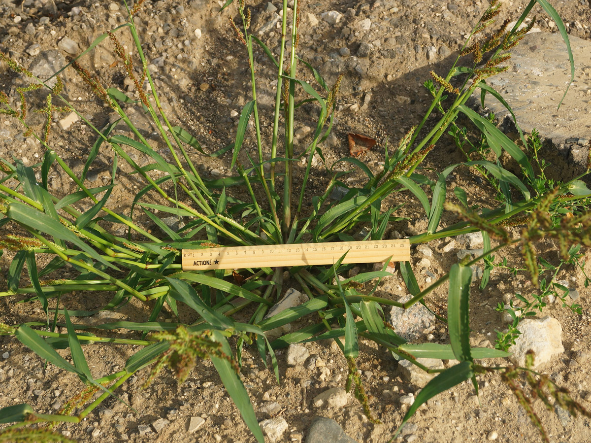 Image of Echinochloa crus-galli specimen.