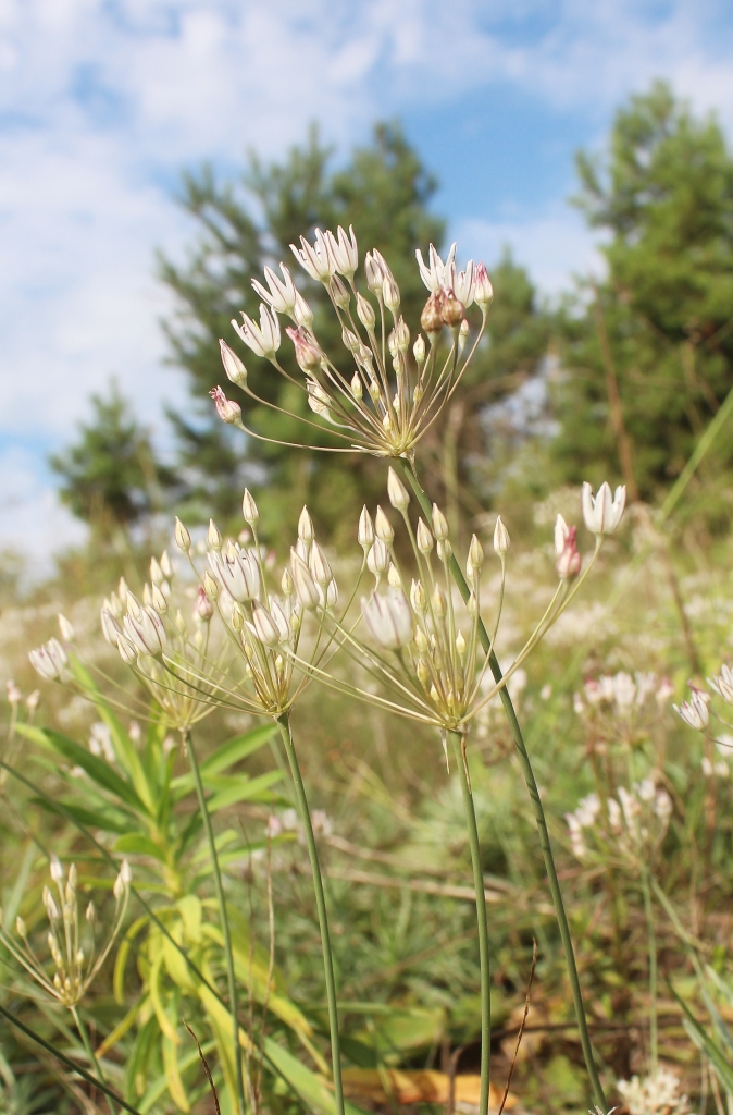 Изображение особи Allium inaequale.