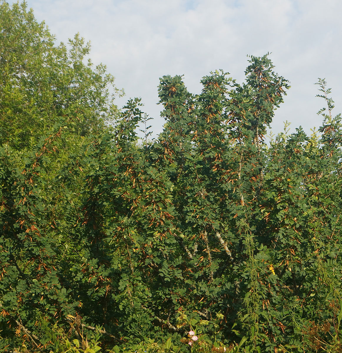 Изображение особи Caragana arborescens.