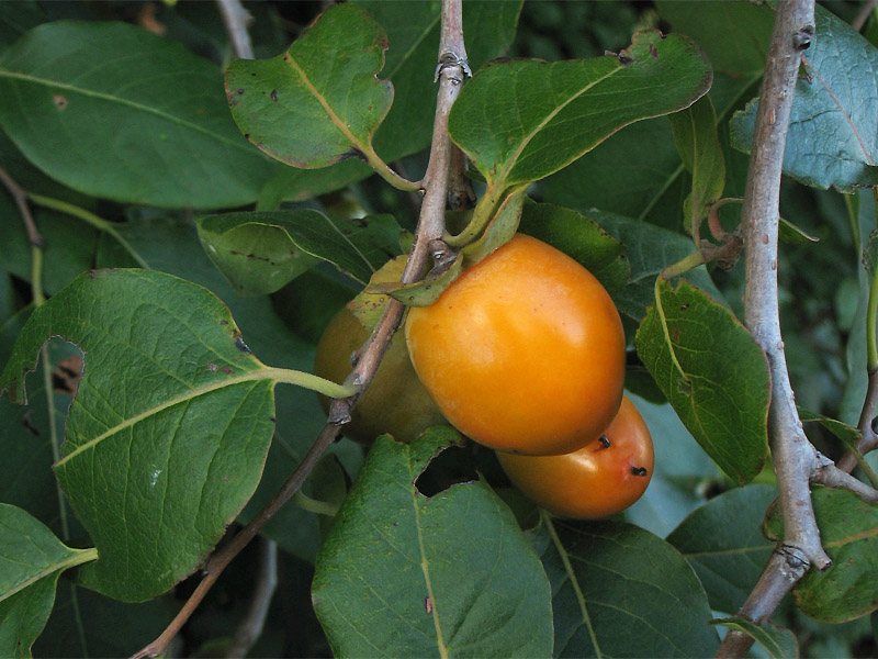 Image of Diospyros virginiana specimen.