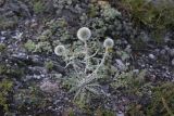 Echinops humilis