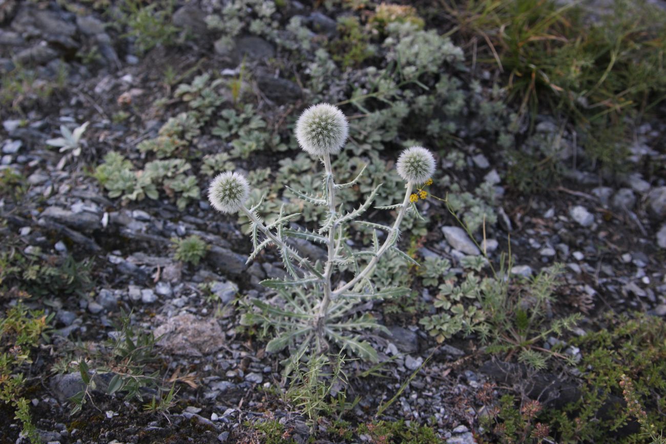 Изображение особи Echinops humilis.