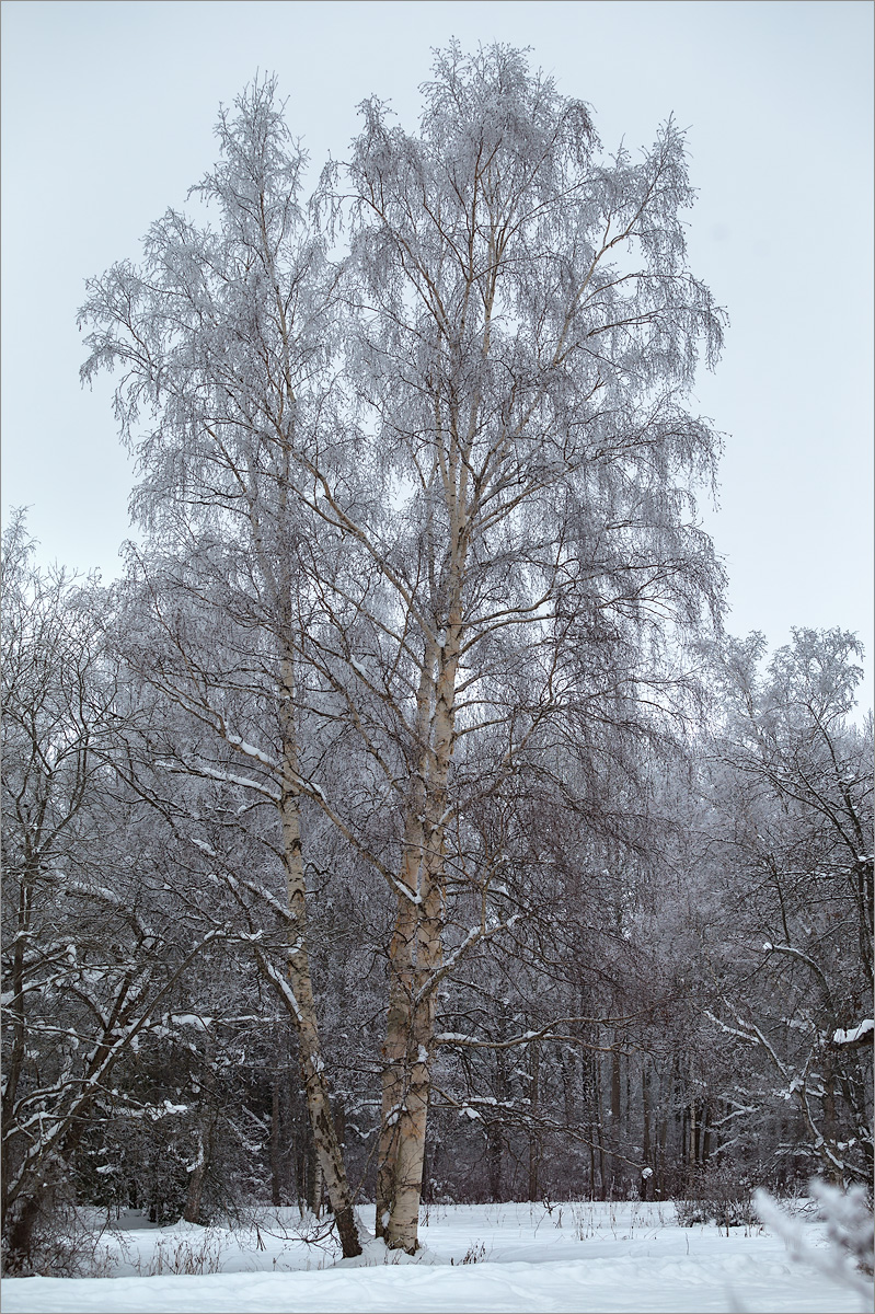 Изображение особи Betula papyrifera.