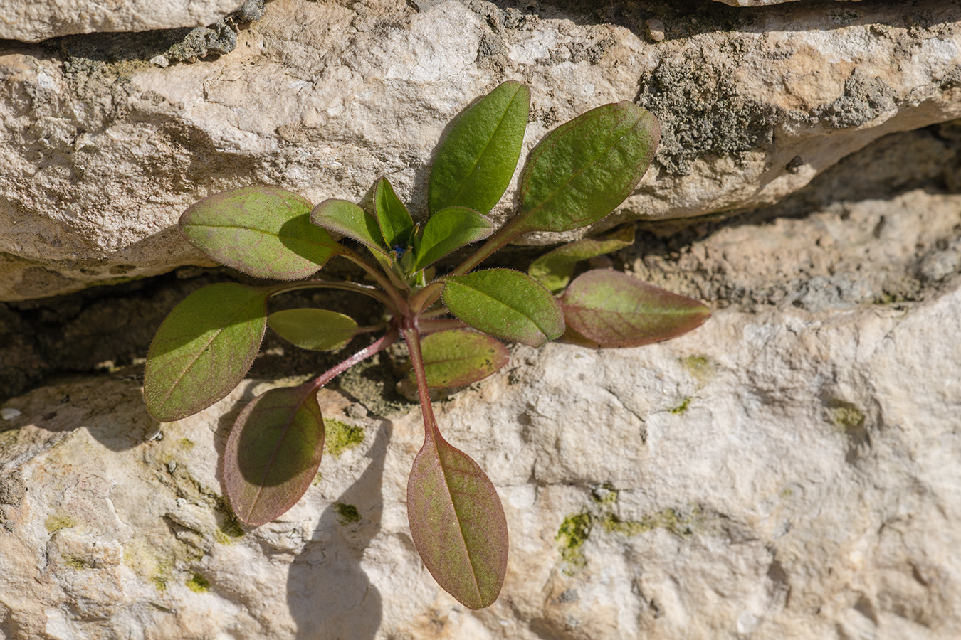 Изображение особи Myosotis sparsiflora.