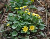 Ficaria verna