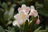Rhododendron caucasicum. Цветки. Кабардино-Балкарская республика, Приэльбрусье, висячая долина р. Когутайка. 15.07.2006.
