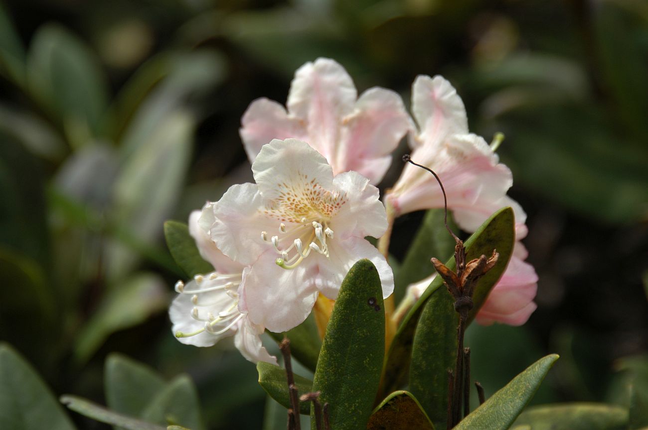 Изображение особи Rhododendron caucasicum.