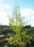 Ferula paniculata
