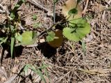 Pimpinella cretica