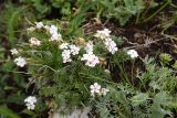 Androsace barbulata