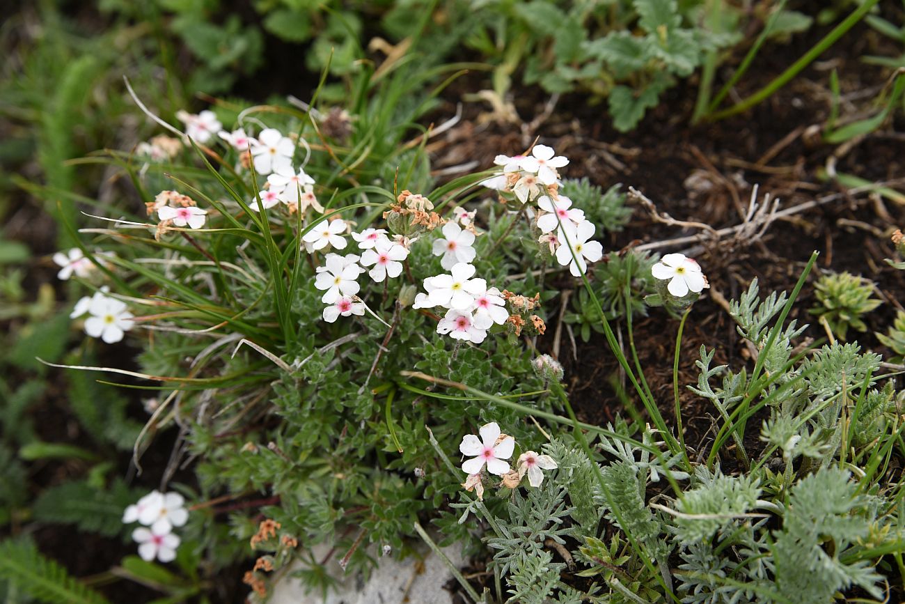 Image of Androsace barbulata specimen.