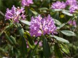 Rhododendron ponticum. Верхушка побега с соцветием. Абхазия, Гудаутский р-н, Мюссерский заповедник, широколиственный лес, обочина дороги. 16.05.2021.