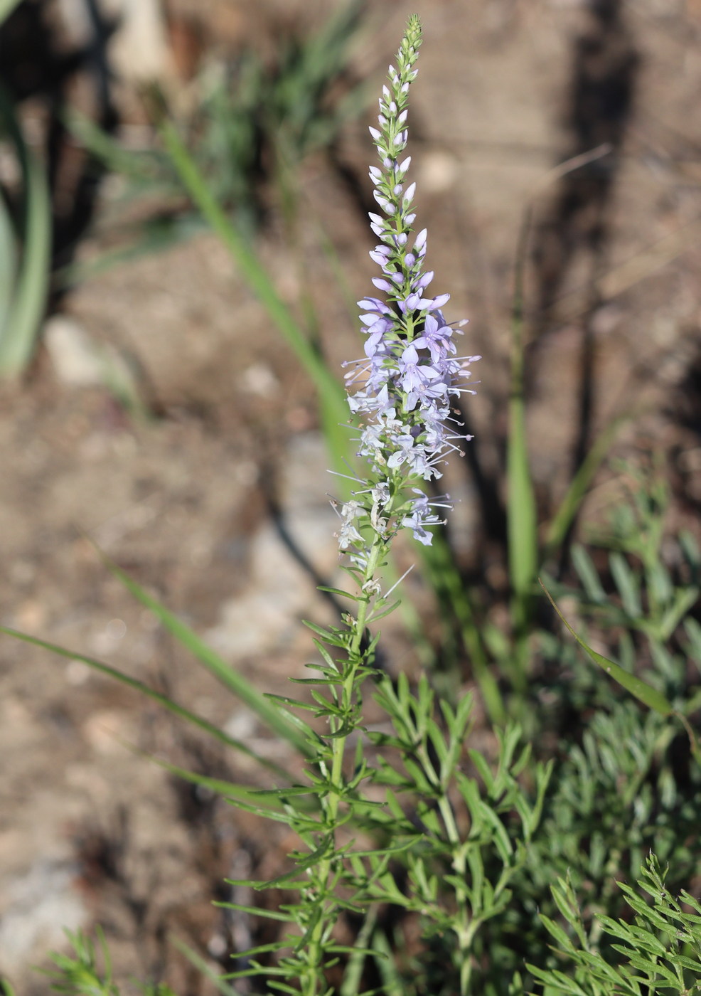 Image of Veronica pinnata specimen.