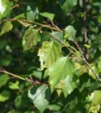 Betula pendula. Побег с мухой. Республика Ингушетия, Джейрахский р-н, окр. ур. Пялинг. 20 июня 2022 г.