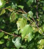 Betula pendula