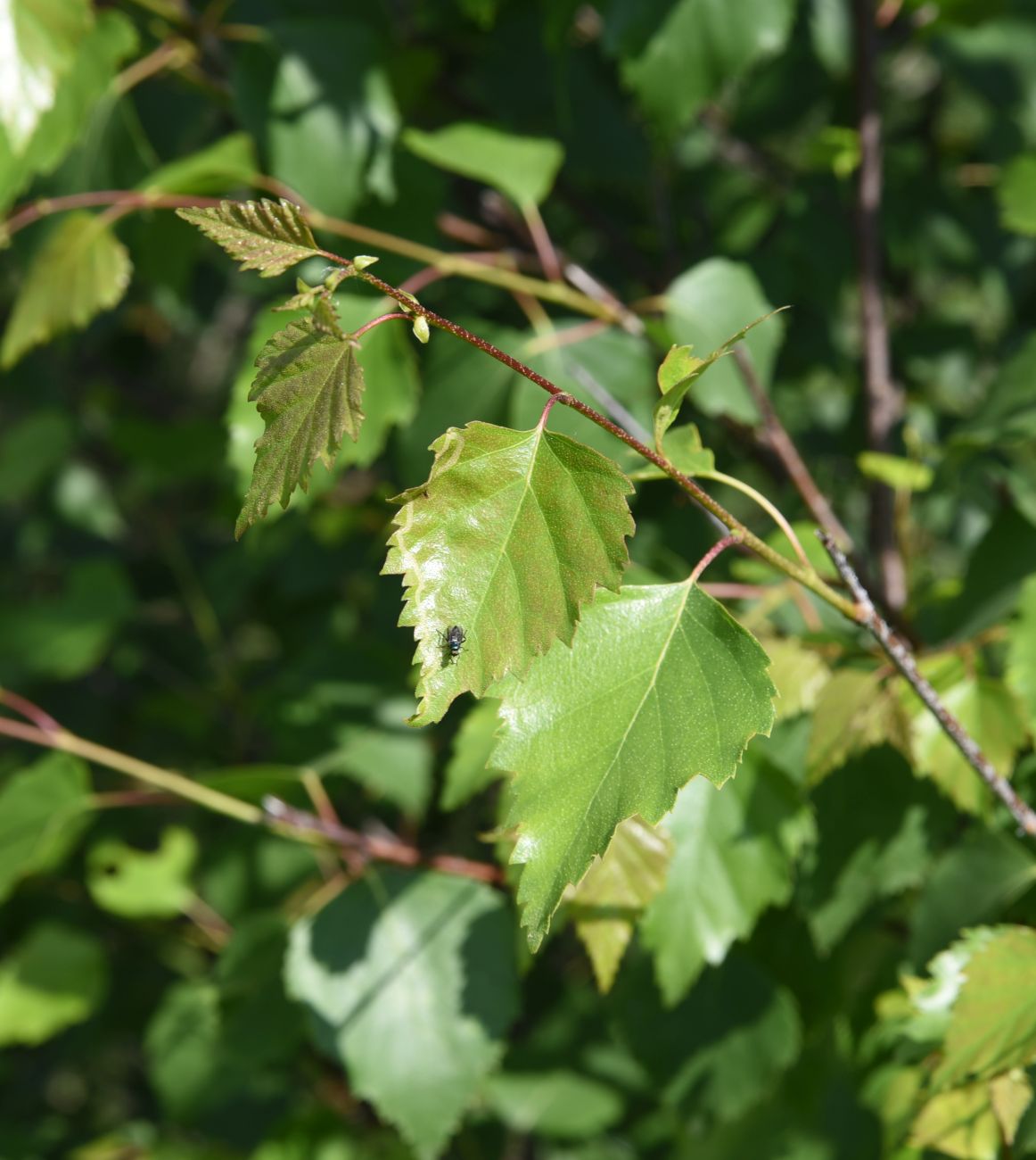 Image of Betula pendula specimen.