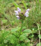 Prunella vulgaris