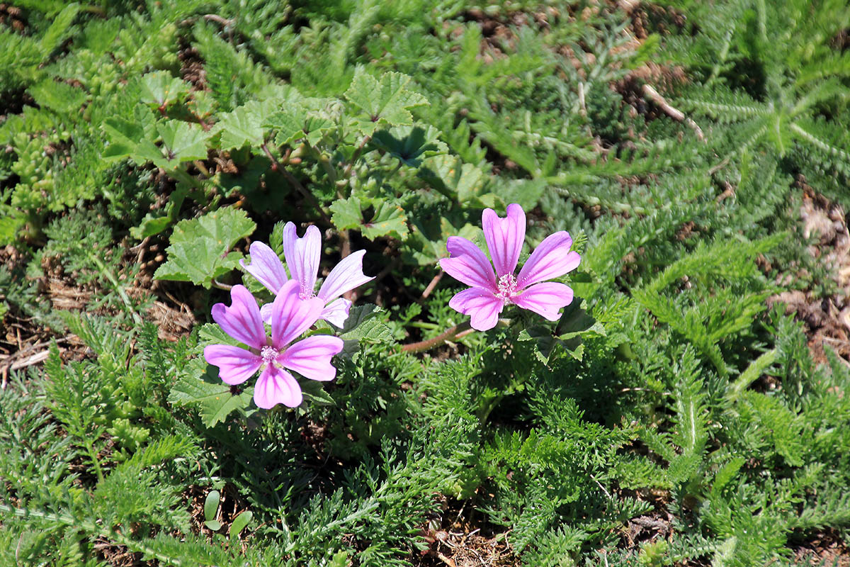 Image of genus Malva specimen.