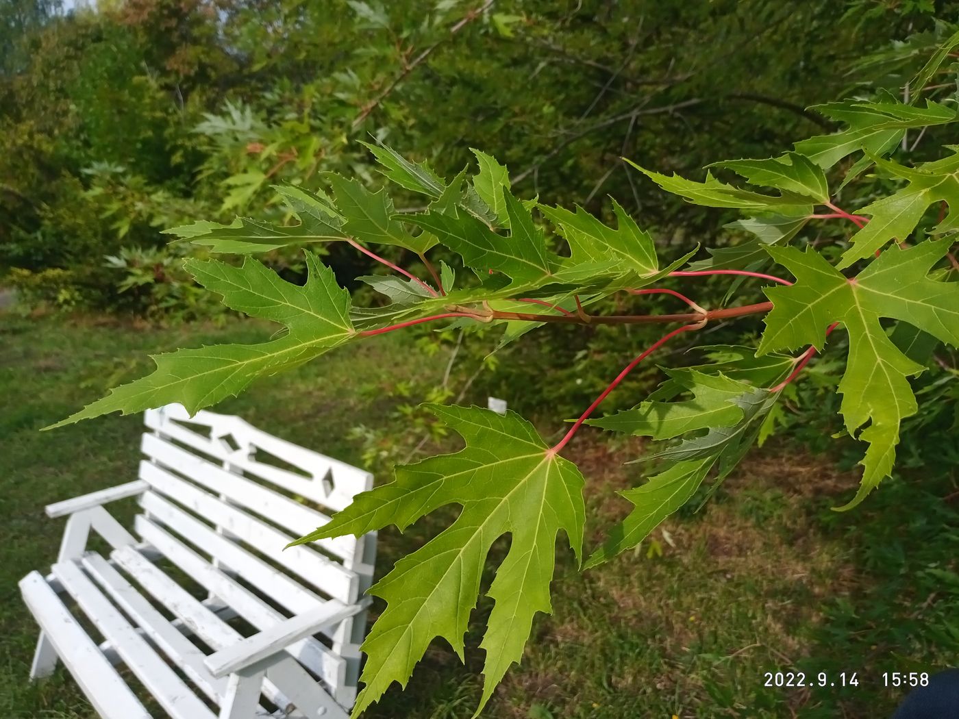 Image of Acer saccharinum specimen.