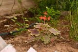 genus Pelargonium. Цветущее растение. Израиль, центральная Арава, пос. Сапир, частный двор. 22.03.2017.