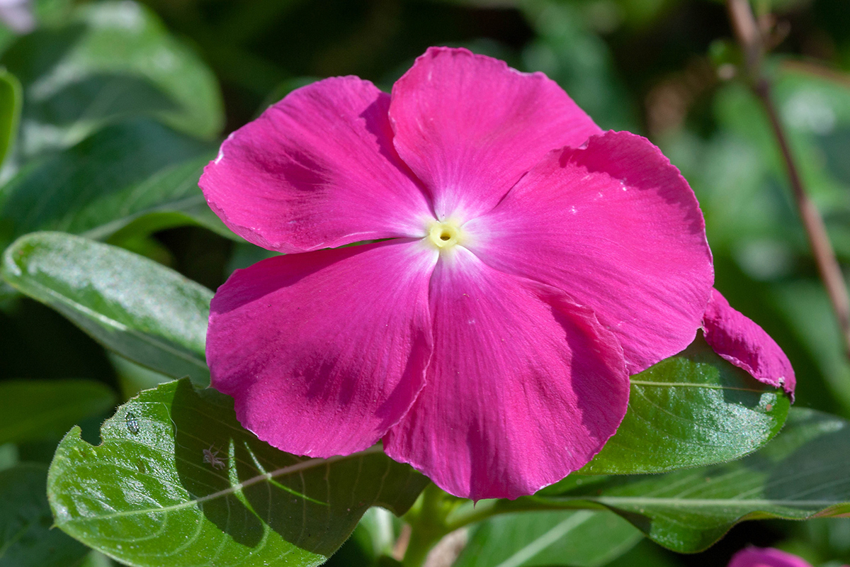 Image of Catharanthus roseus specimen.