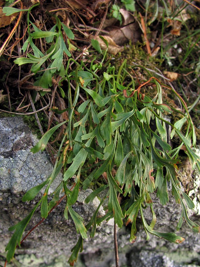 Изображение особи Asplenium &times; alternifolium.