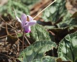 Cyclamen persicum. Цветок и листья. Турция, пров. Анталья, окр. пос. Текирова, Ликийская тропа, сосновый лес. 01.01.2022.