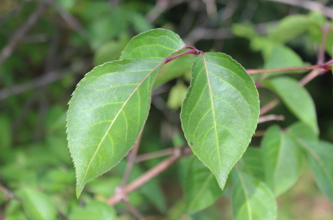 Изображение особи Staphylea bumalda.