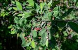 Cotoneaster melanocarpus. Верхушка ветви с цветком и незрелыми плодами. Хакасия, Ширинский р-н, окр. с. Ефремкино, скалы Тогыз-Аз, заросли кустарников на степном склоне. 07.06.2022.