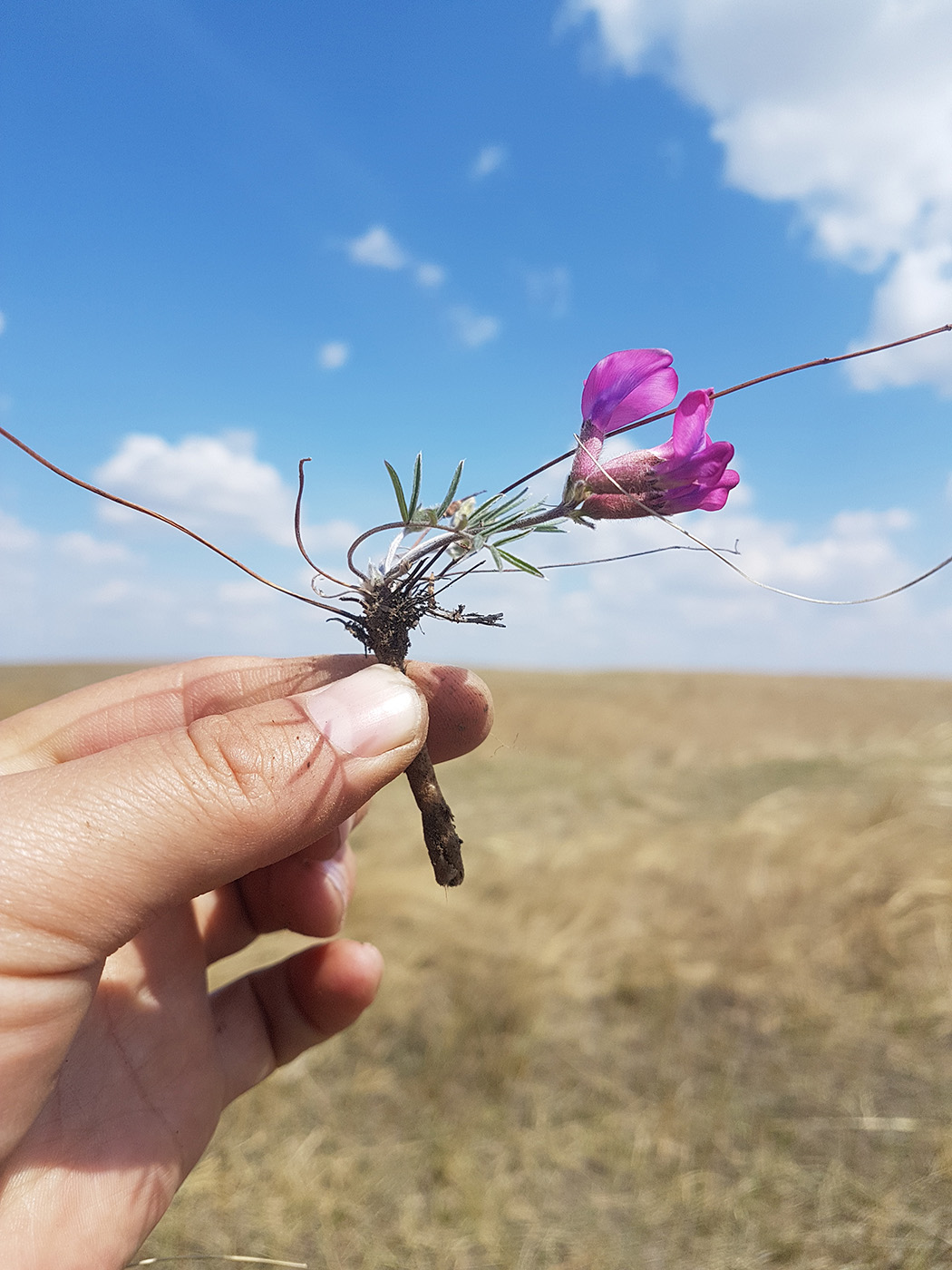 Image of Oxytropis leptophylla specimen.