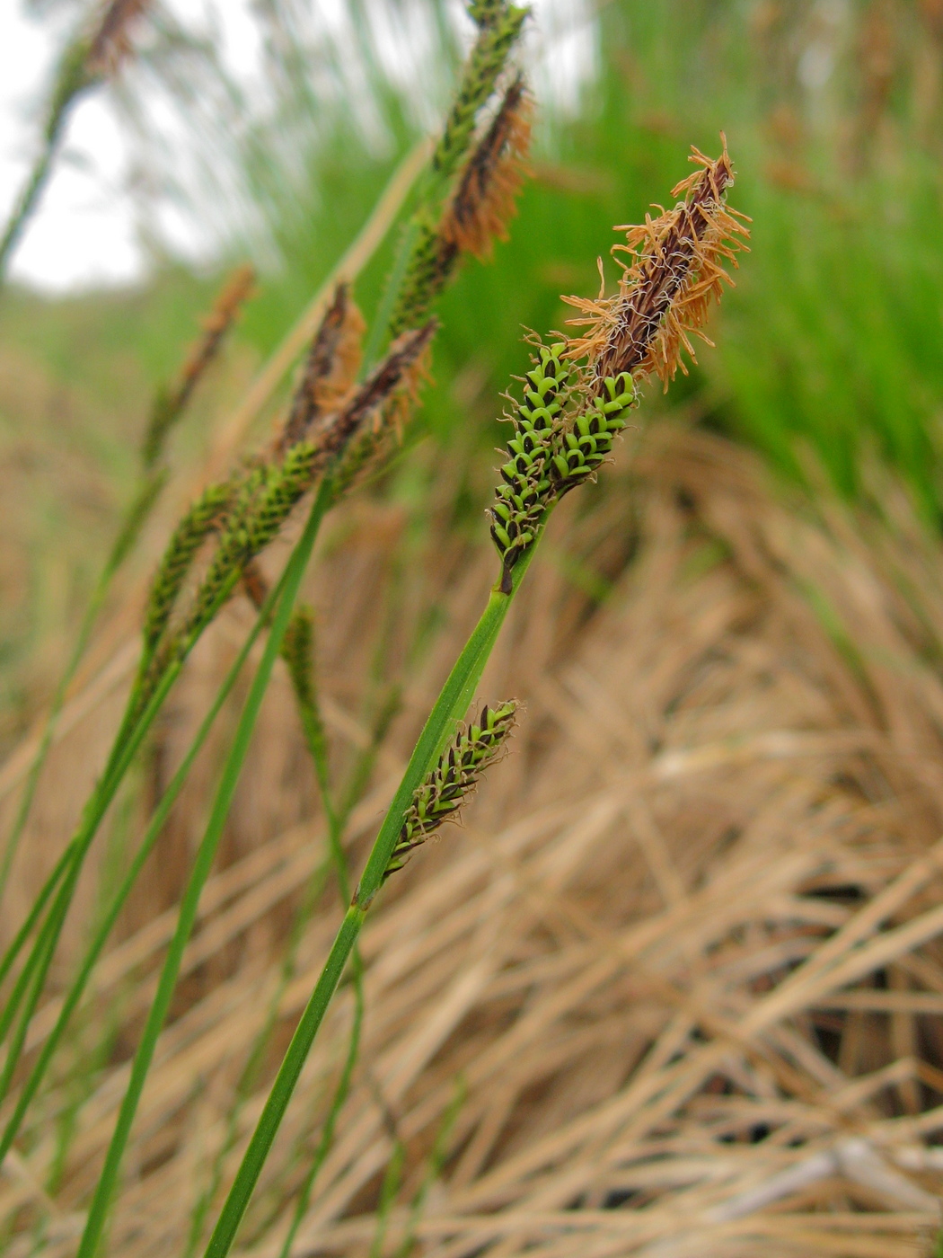 Image of Carex cespitosa specimen.