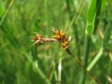 Carex praecox