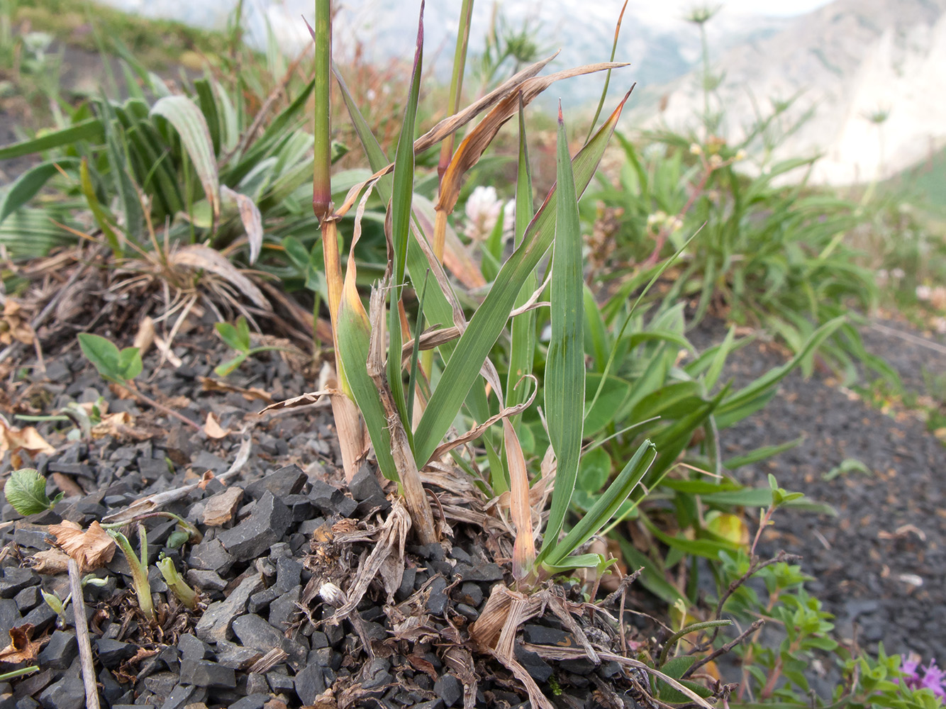 Изображение особи Phleum montanum.